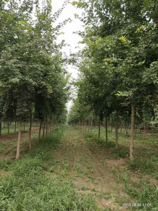 1731564595424346.jpg mmexport1568076428042.jpg