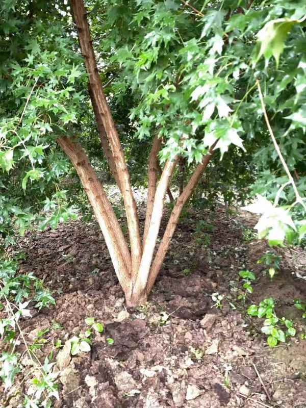 1731564715125615.jpg mmexport1632456146666.jpg