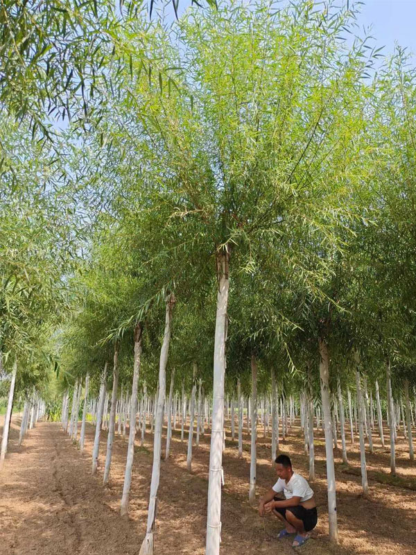 1732080541203703.jpg 35.jpg