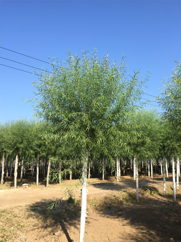 1732081048519757.jpg 29.jpg