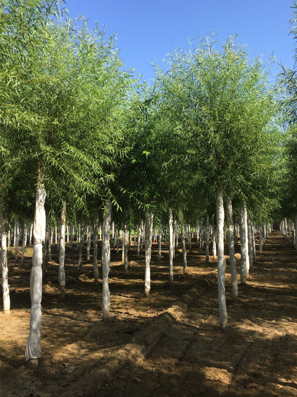 1732081317411547.jpg 25.jpg