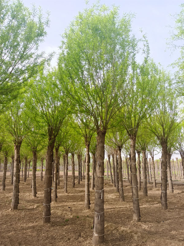 1732082307270189.jpg 12.jpg