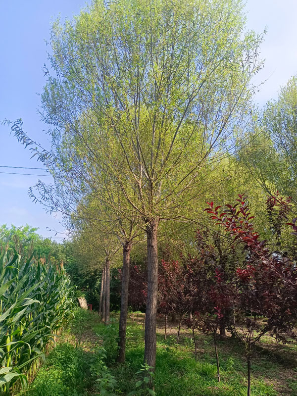 1732082620299670.jpg 8.jpg