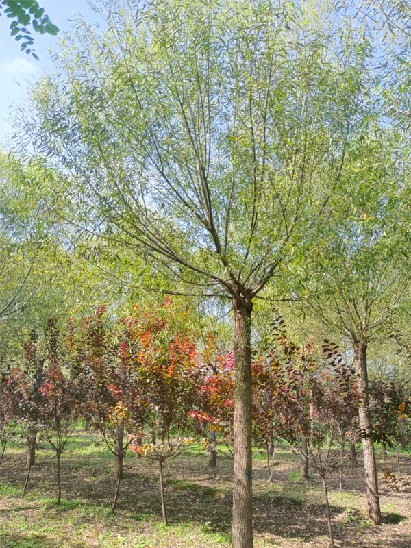 1732082934419172.jpg 4.jpg