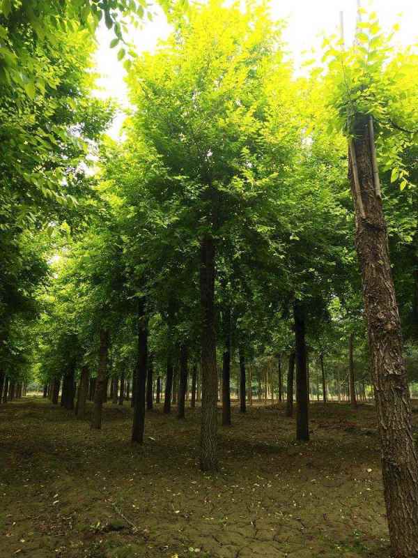 1732415117558036.jpg 1632300822404.jpg