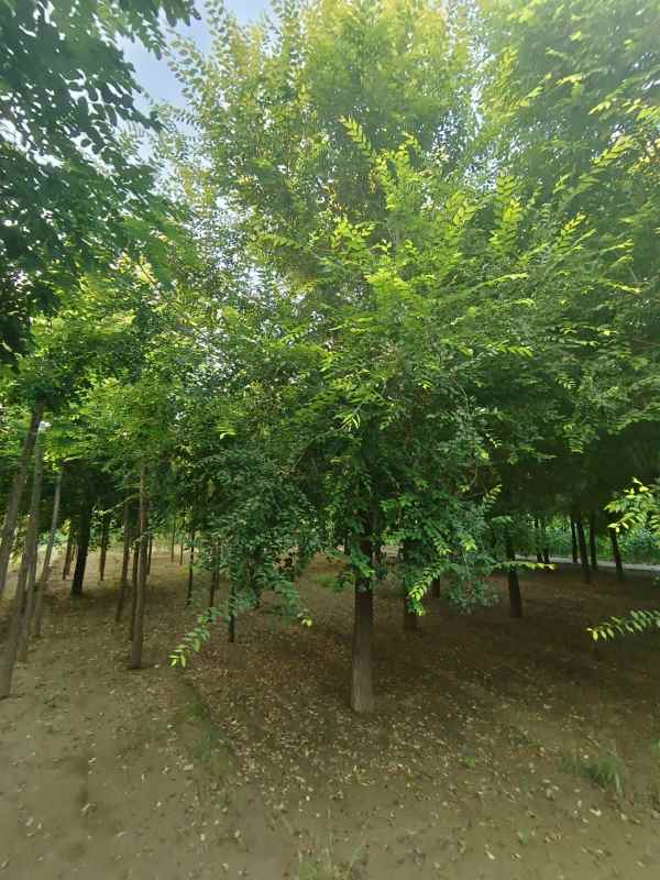 1732417017543191.jpg IMG_20230813_184848.jpg