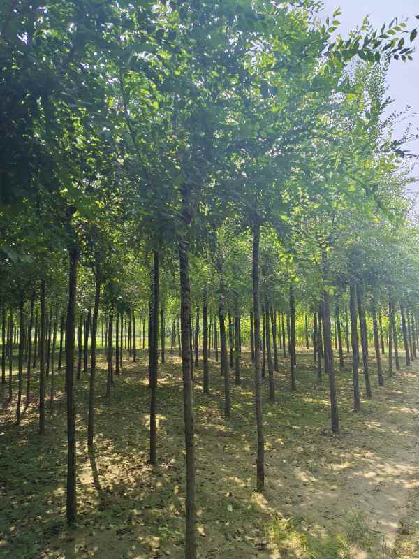 1732687807398722.jpg IMG_20230831_102657.jpg