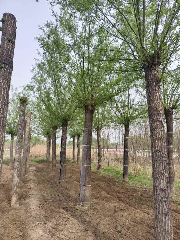 1733206443357939.jpg IMG_20220417_090057.jpg