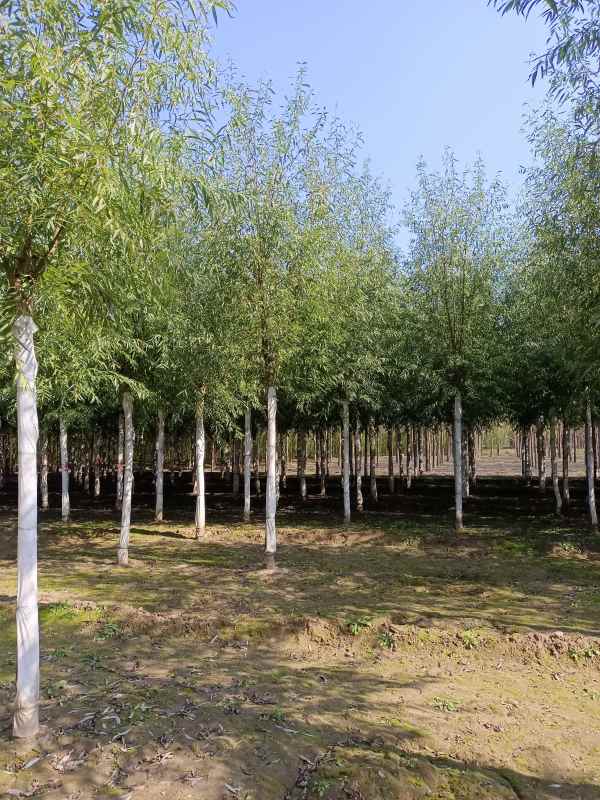 1733207303801745.jpg IMG_20211023_124813.jpg