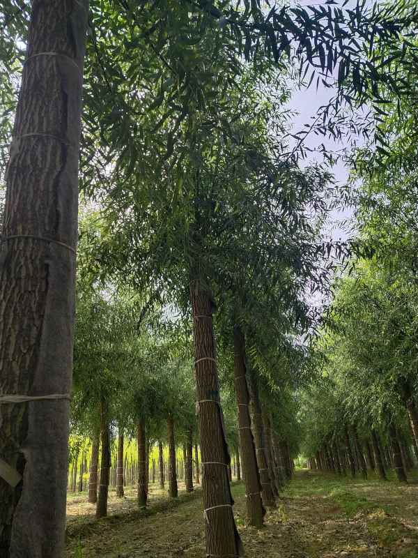 1733207620996368.jpg IMG_20210915_095826.jpg