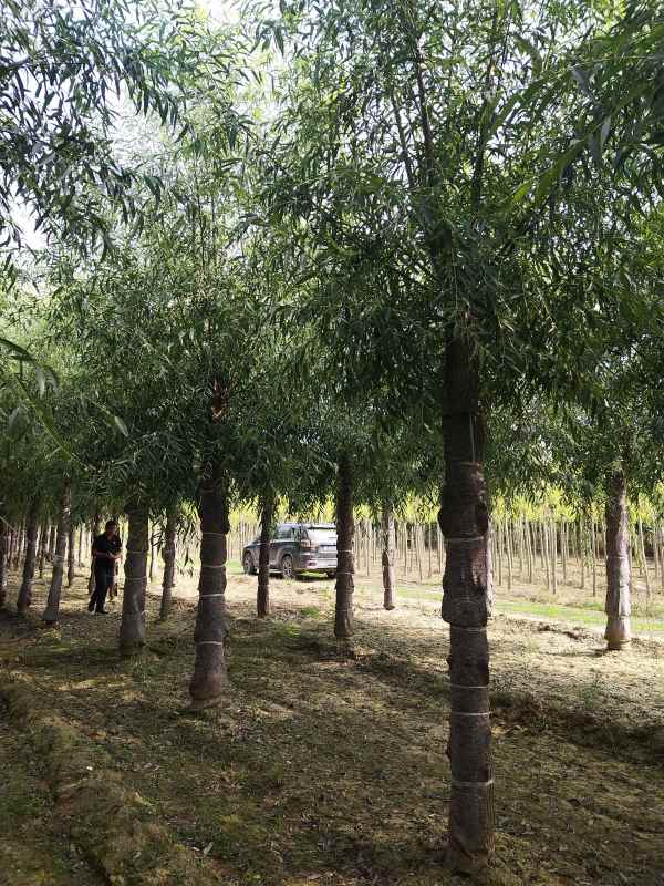 1733207787832938.jpg IMG_20210915_095805.jpg