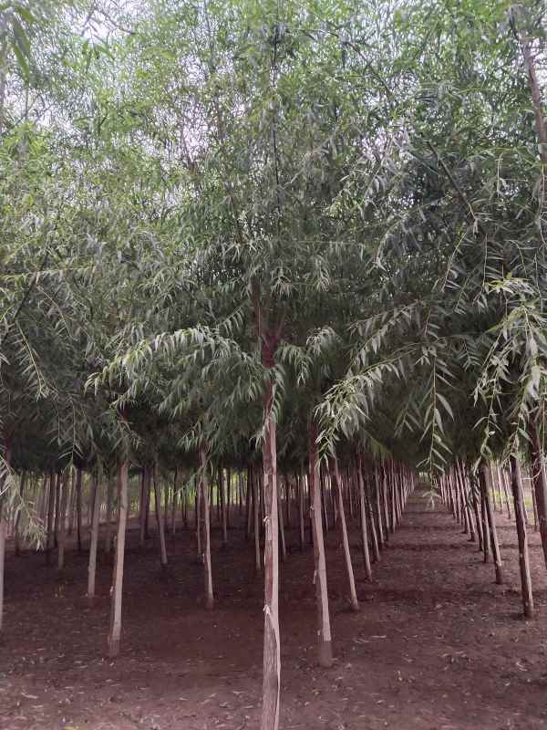 1733210662188070.jpg IMG_20201001_071811.jpg