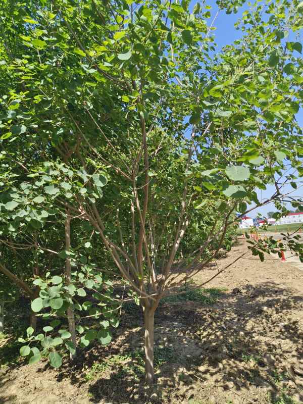 1733361473591957.jpg IMG_20230522_143527.jpg