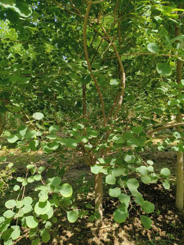 1733361741323692.jpg IMG_20230522_143605.jpg