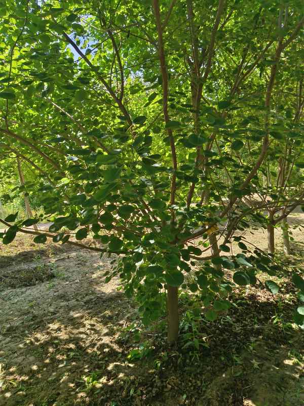 1733361835682599.jpg IMG_20230522_143915.jpg