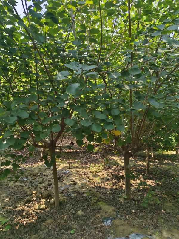 1733362090111540.jpg IMG_20230831_131206.jpg