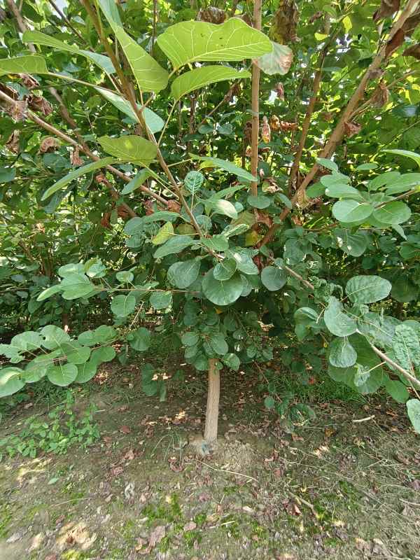 1733362441239550.jpg IMG_20230831_131634.jpg