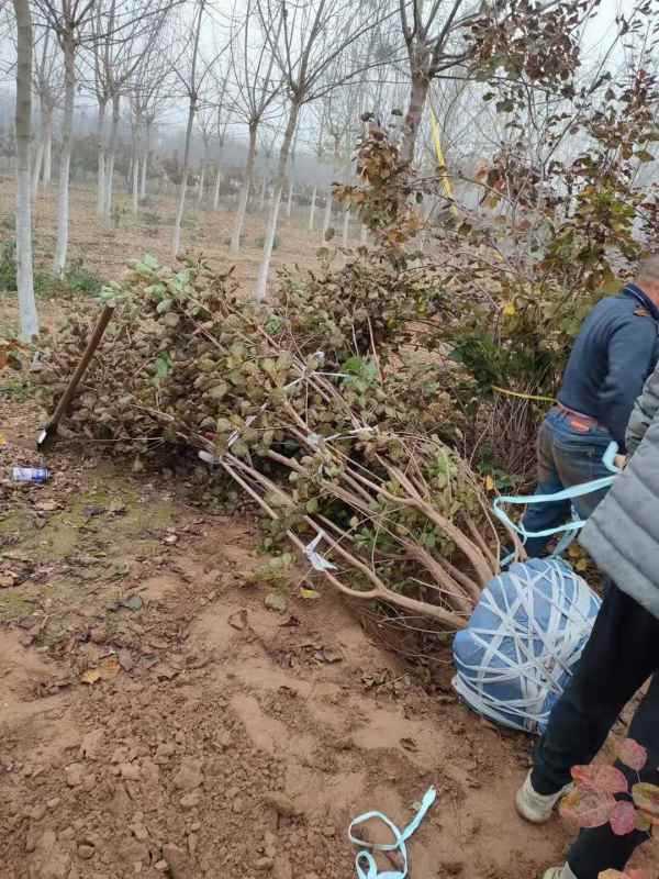 1733363238185889.jpg mmexport1636596080806.jpg