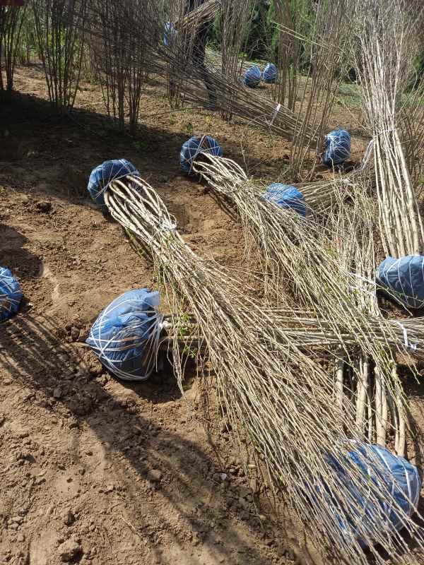 1733454272790153.jpg IMG_20220925_115843.jpg