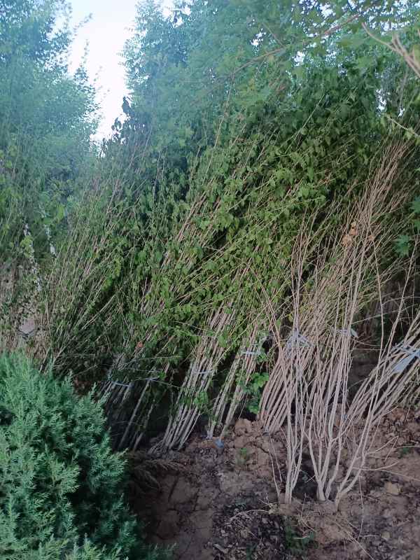 1733454513557797.jpg IMG_20220605_193812.jpg