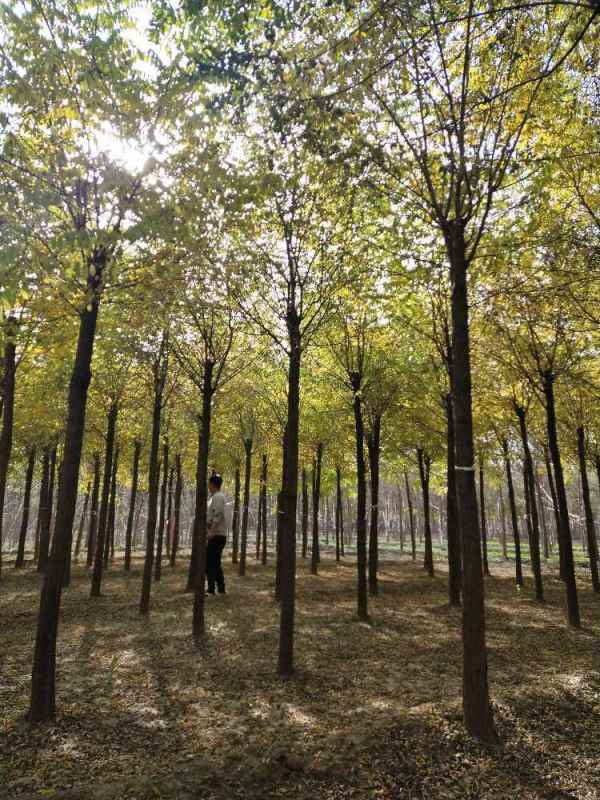 1733551323726345.jpg 1605679683999.jpg