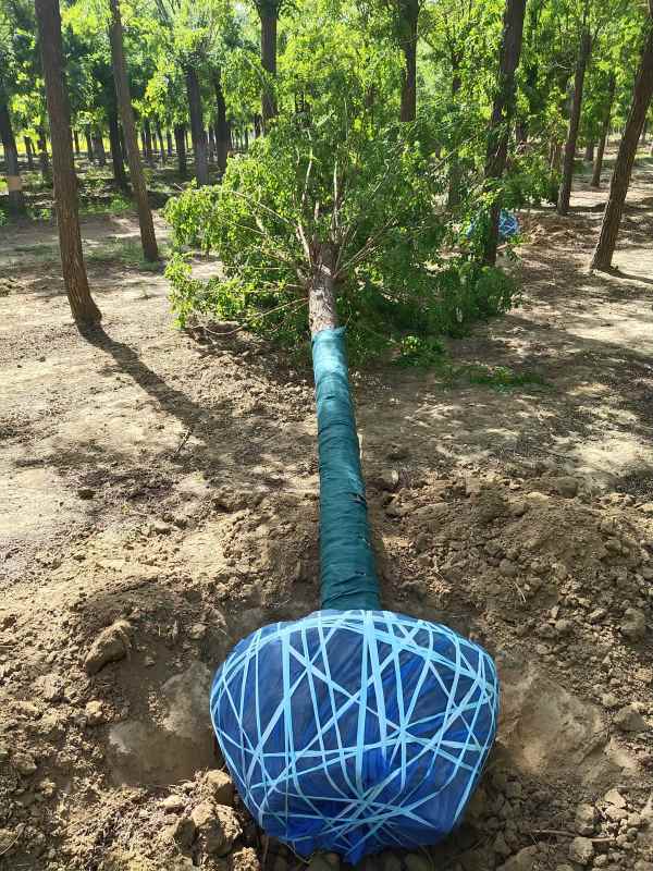 1733552007713169.jpg IMG_20210506_091236.jpg