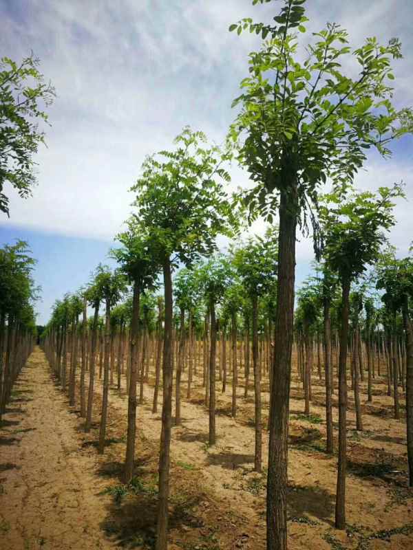 1733552611803461.jpg mmexport1558496286989.jpg