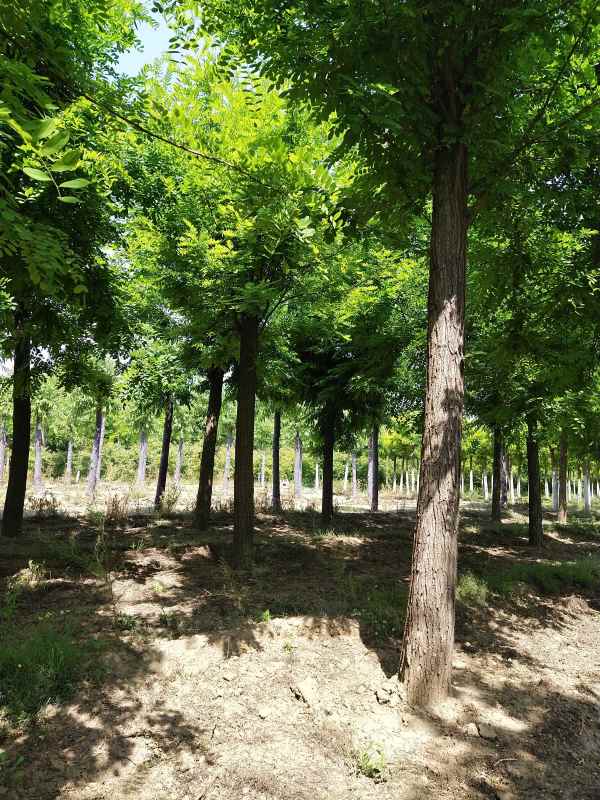 1733552786230279.jpg IMG_20200520_101118.jpg