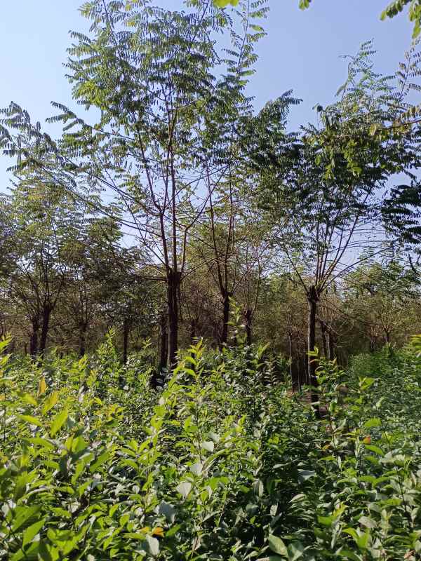 1733553199412798.jpg IMG_20211023_131422.jpg