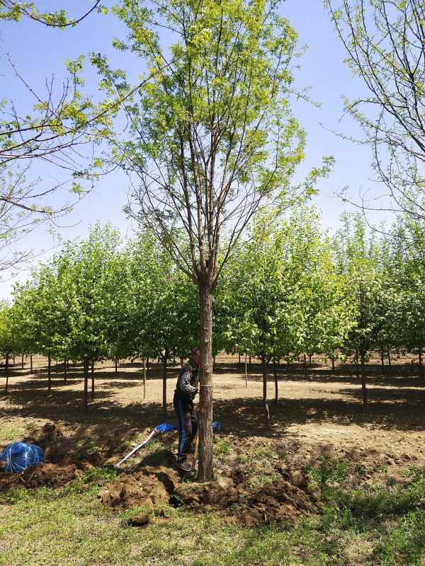 1733554306511498.jpg IMG_20210418_120228.jpg