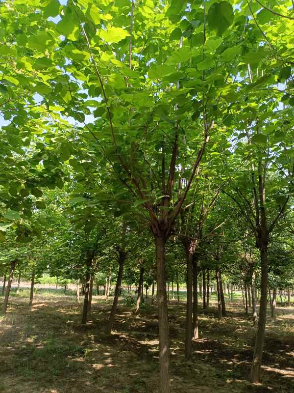 1733639608298258.jpg IMG_20220607_151416.jpg