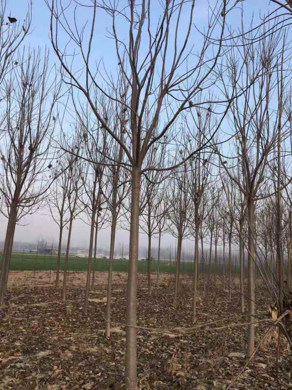 1733641293257524.jpg mmexport1577166107529.jpg