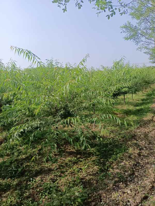 1733808850431743.jpg IMG_20220904_150723.jpg