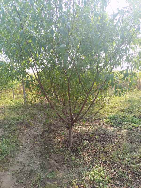 1733810132418429.jpg IMG_20221007_091838.jpg