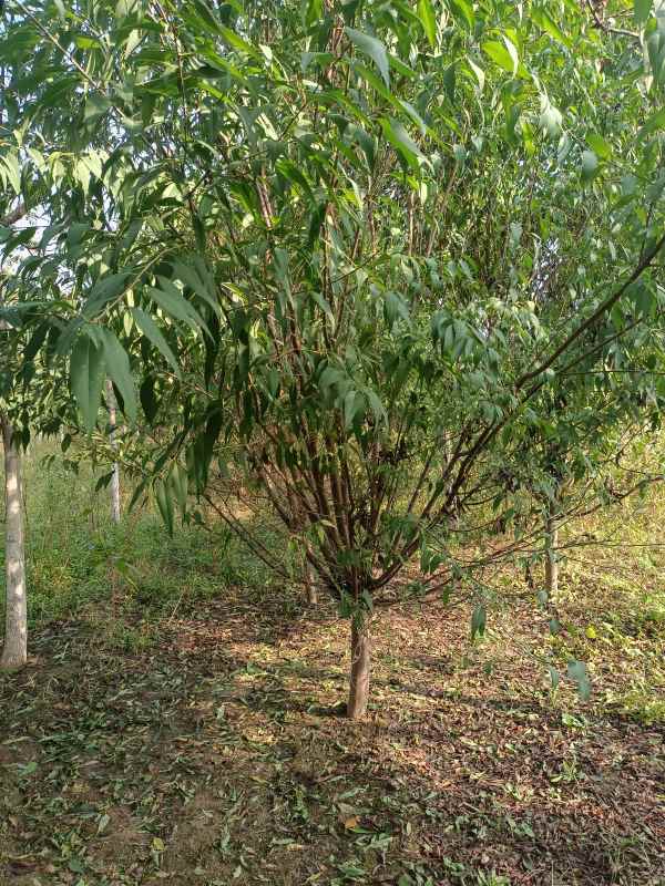 1733810219828723.jpg IMG_20221007_091904.jpg