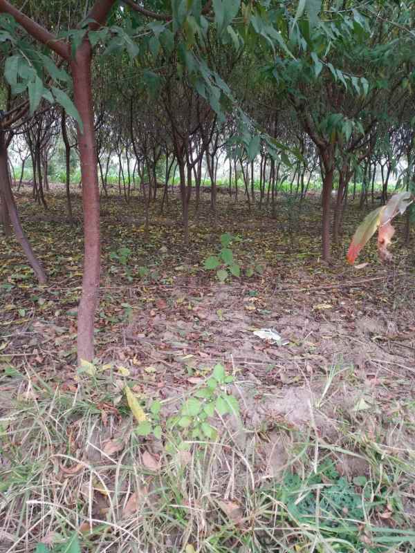 1733812696318324.jpg mmexport1636459922754.jpg