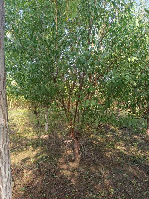 1733812776114804.jpg IMG_20221007_091906.jpg