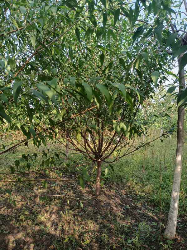 1733812861767811.jpg IMG_20221007_091910.jpg