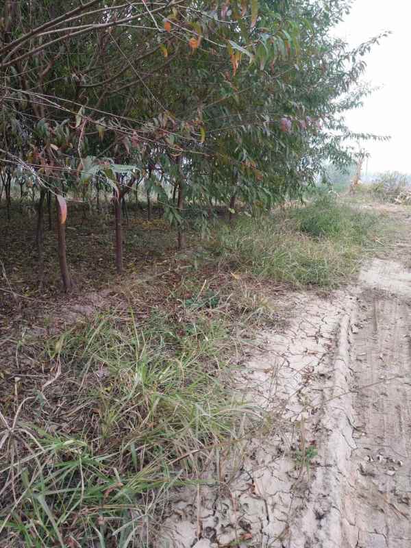 1733812937617832.jpg mmexport1636459916124.jpg