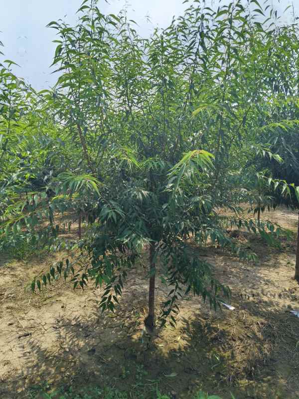 1733813481735172.jpg IMG_20230831_134652.jpg