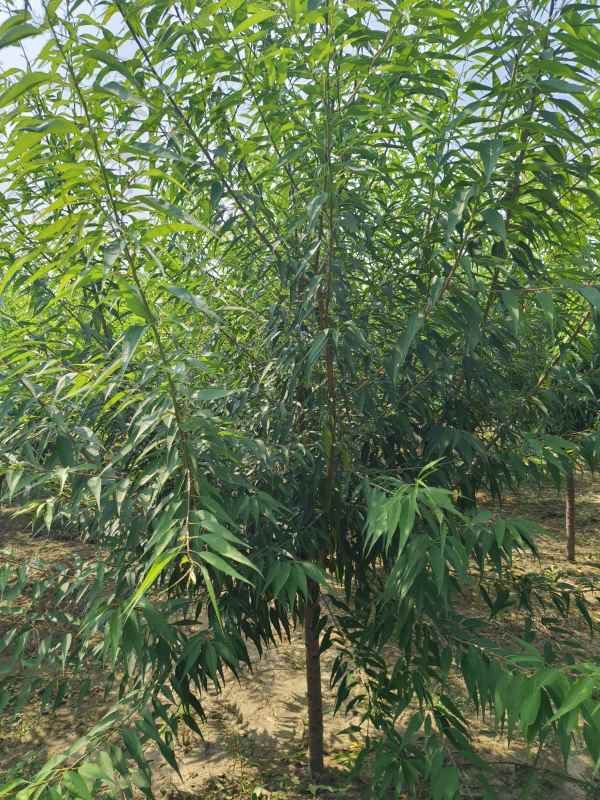 1733813594286168.jpg IMG_20230831_134732.jpg