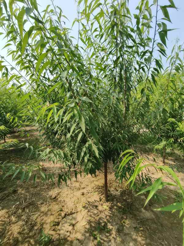 1733813767648374.jpg IMG_20230831_134745.jpg