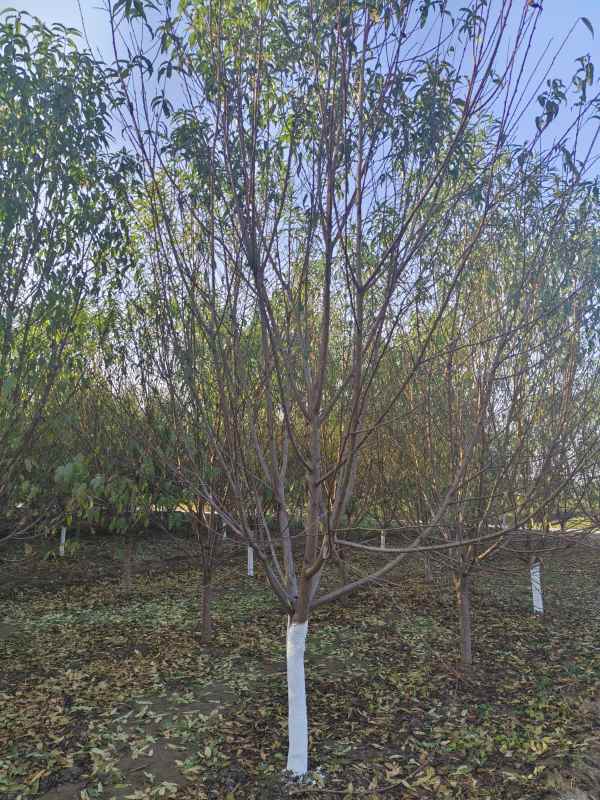 1733814017643793.jpg IMG_20231024_155627.jpg