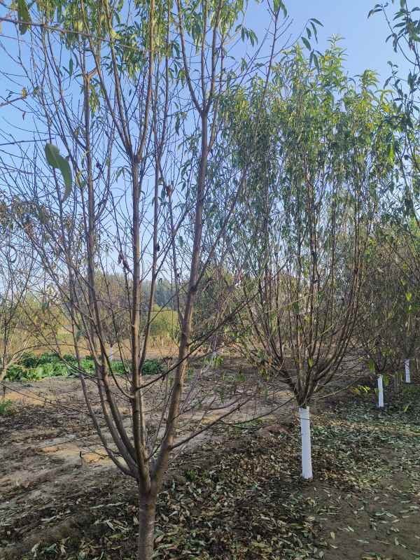 1733814109286780.jpg IMG_20231024_155706.jpg