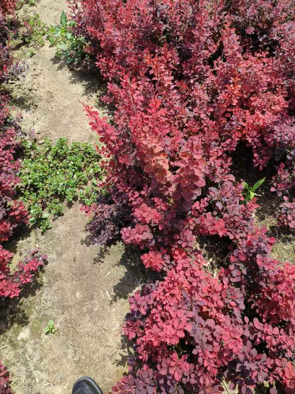 1734072261678411.jpg IMG_20230603_133013.jpg