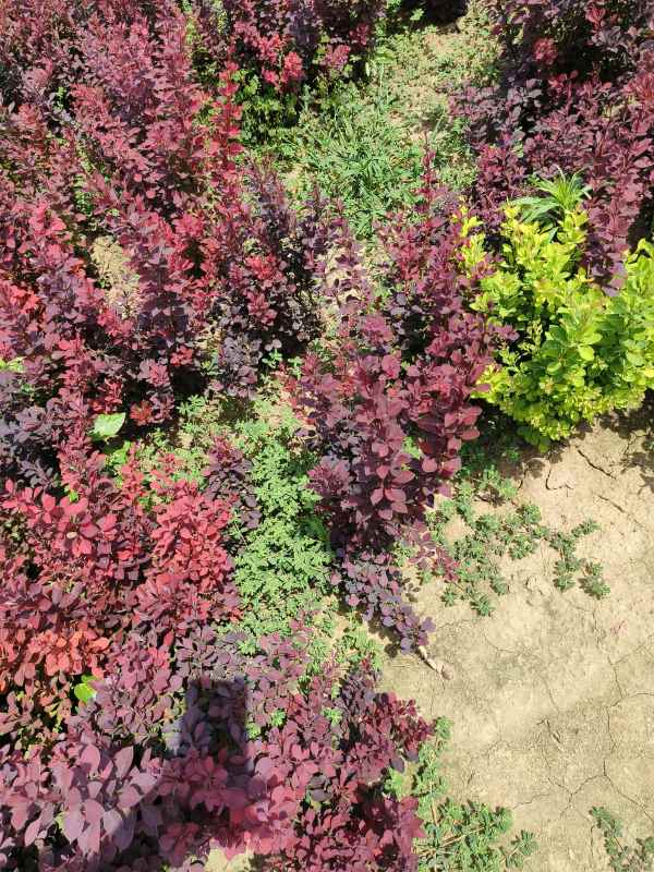 1734072500475293.jpg IMG_20230603_132423.jpg