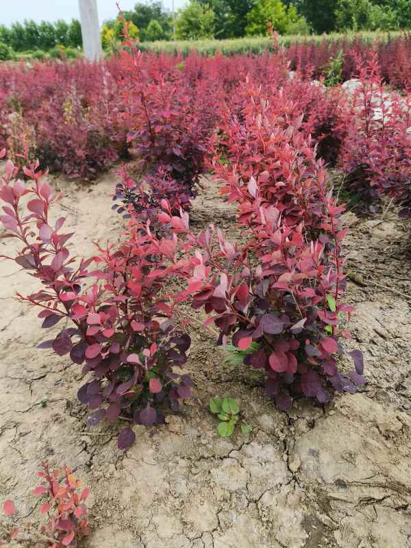 1734073644282800.jpg IMG_20230524_144951.jpg