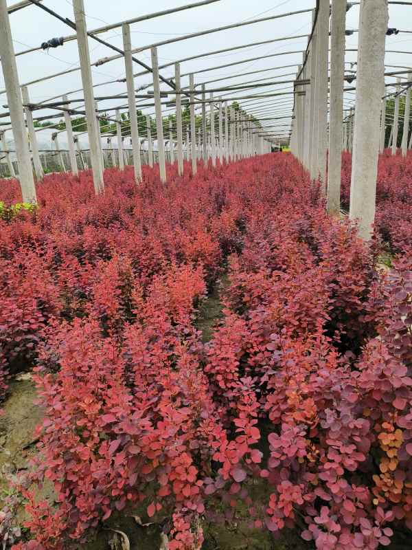 1734074172988030.jpg IMG_20230524_143722.jpg