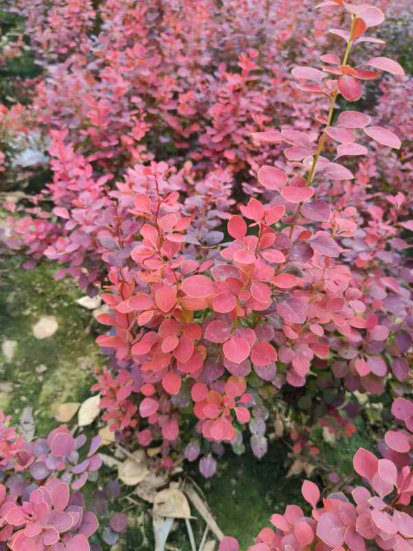 1734074278310349.jpg IMG_20230524_142738.jpg