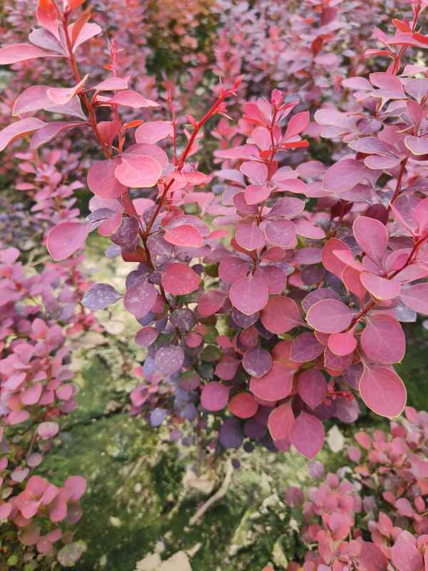 1734074480796677.jpg IMG_20230524_142735.jpg